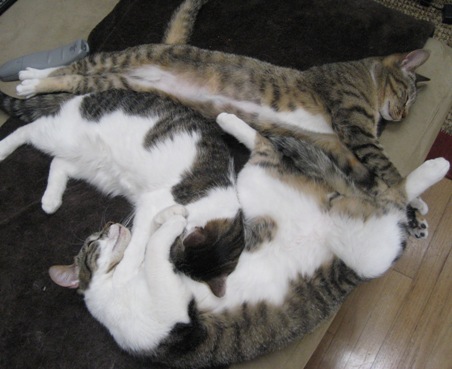[Snuggly+Kitties.JPG]
