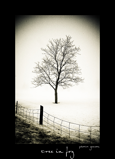 [tree-in-fog.jpg]