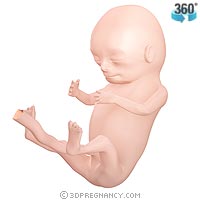 [13-weeks-pregnant.jpg]
