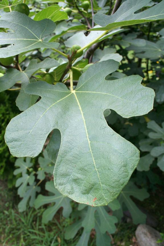 [fig+leaf+small.JPG]
