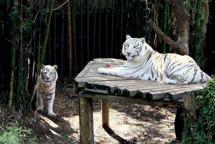 [white+tigers+small.JPG]
