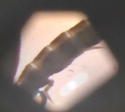 [microscope.bmp]