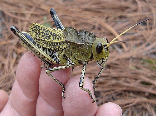 [large-grasshopper-resting-on-my-fingers.jpg]