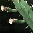 [cactus+rama+flores.jpg]