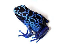 [bluefrog.jpg]