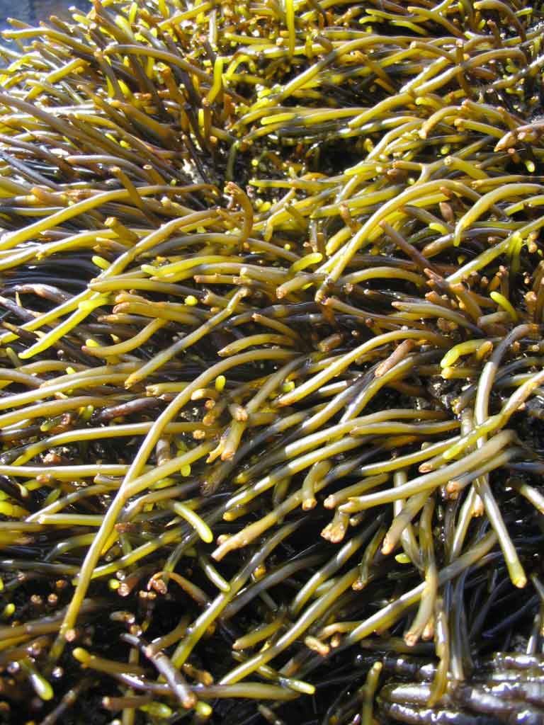 [seaweed.jpg]