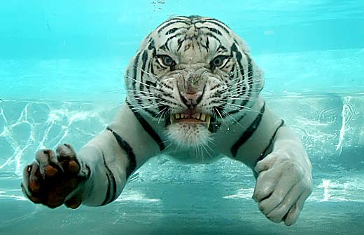 [tiger+underwater+4.jpg]