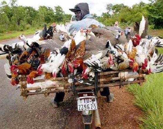 [Chickens+on+a+Bike.JPG]