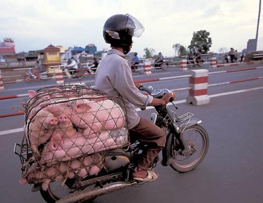 [Pigs+Caged+on+a+Bike.JPG]