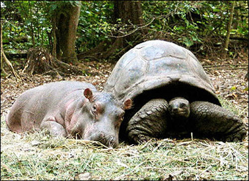[Wild+Tortise+and+Hippo+2.jpg]