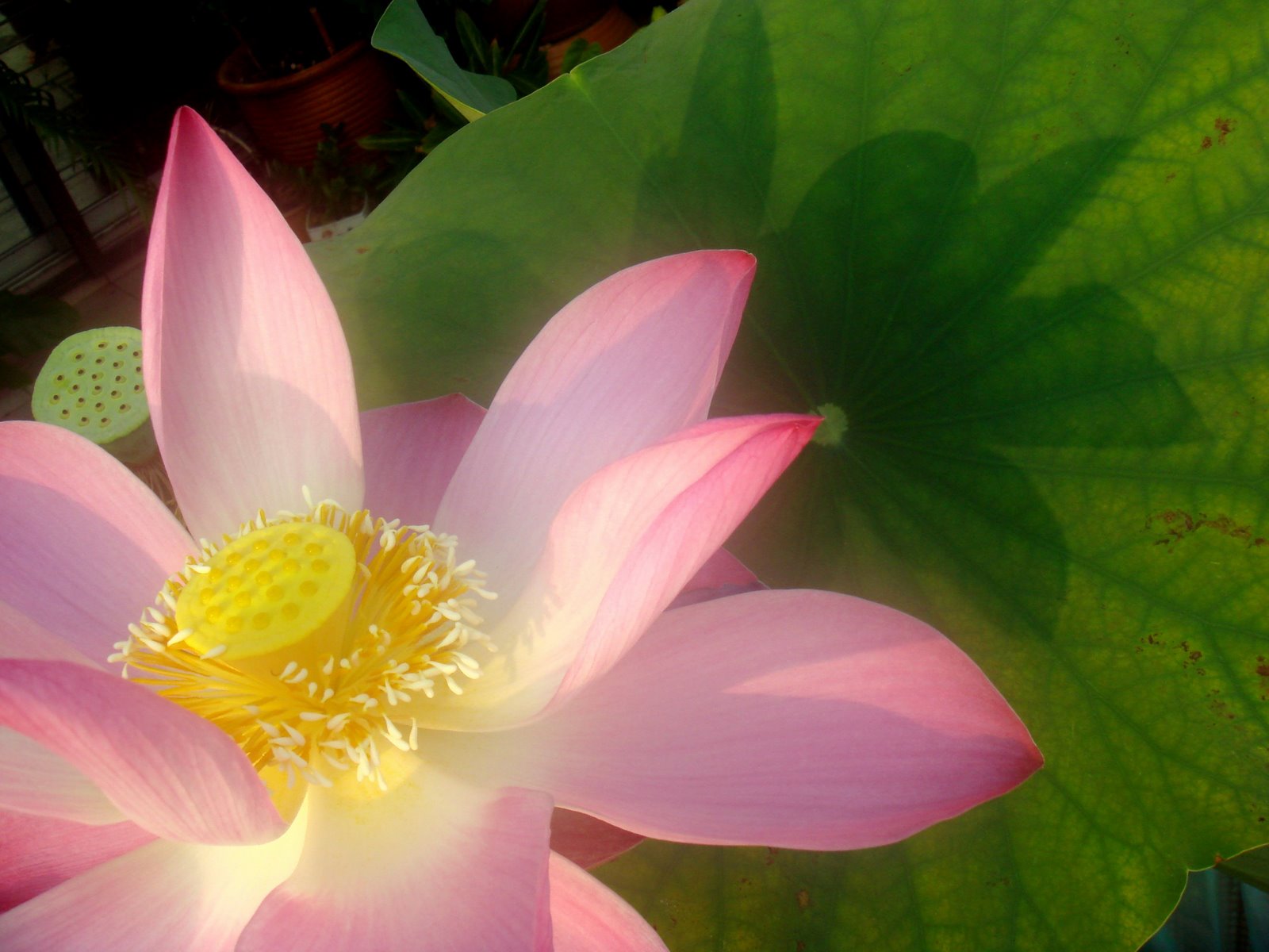 [lotus+closeup.jpg]