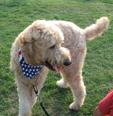 goldendoodle dogs. goldendoodle dogs.