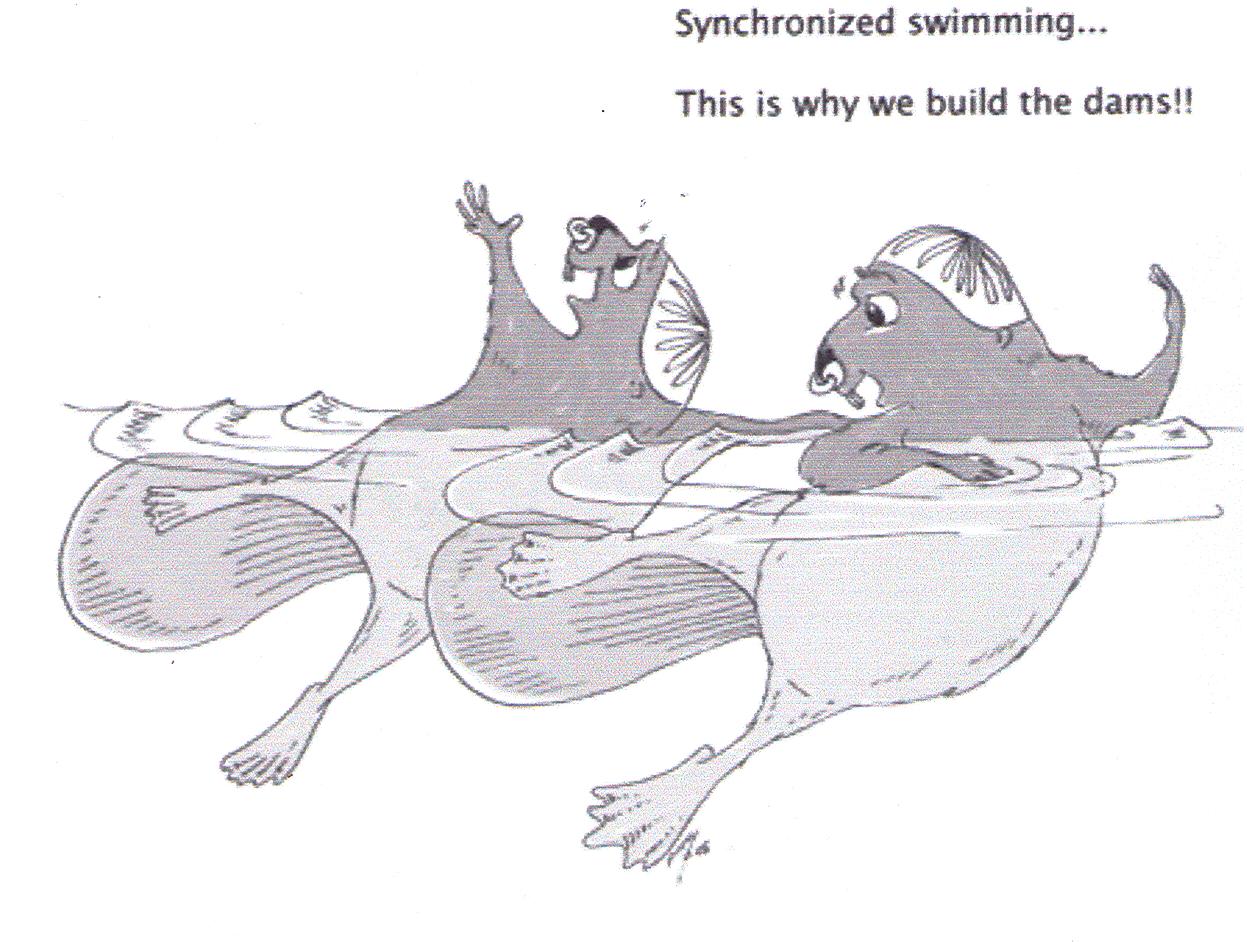 [syncronized+beavers.jpg]