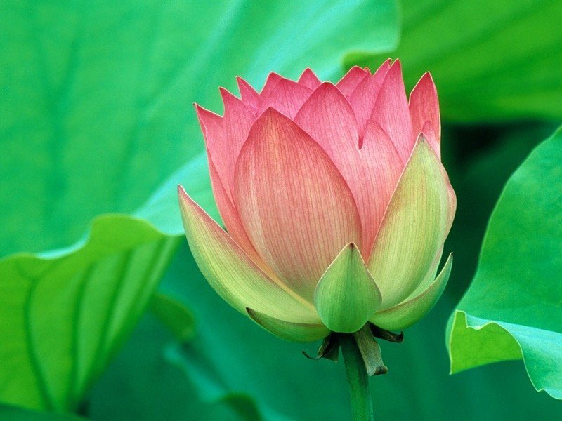[lotus.jpg]