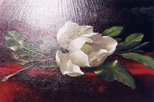 [magnolia.jpg]