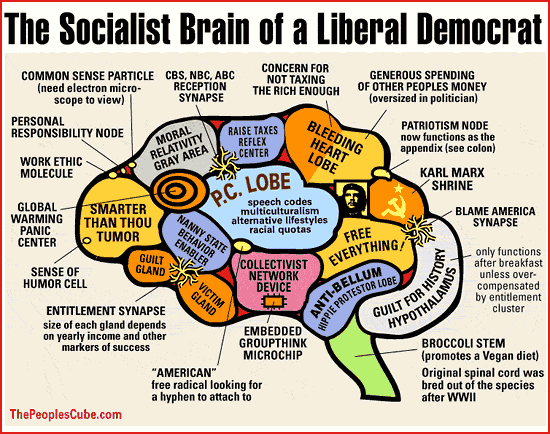 [Liberal+brain+diagram.gif]