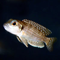 Neolamprologus Meleagris