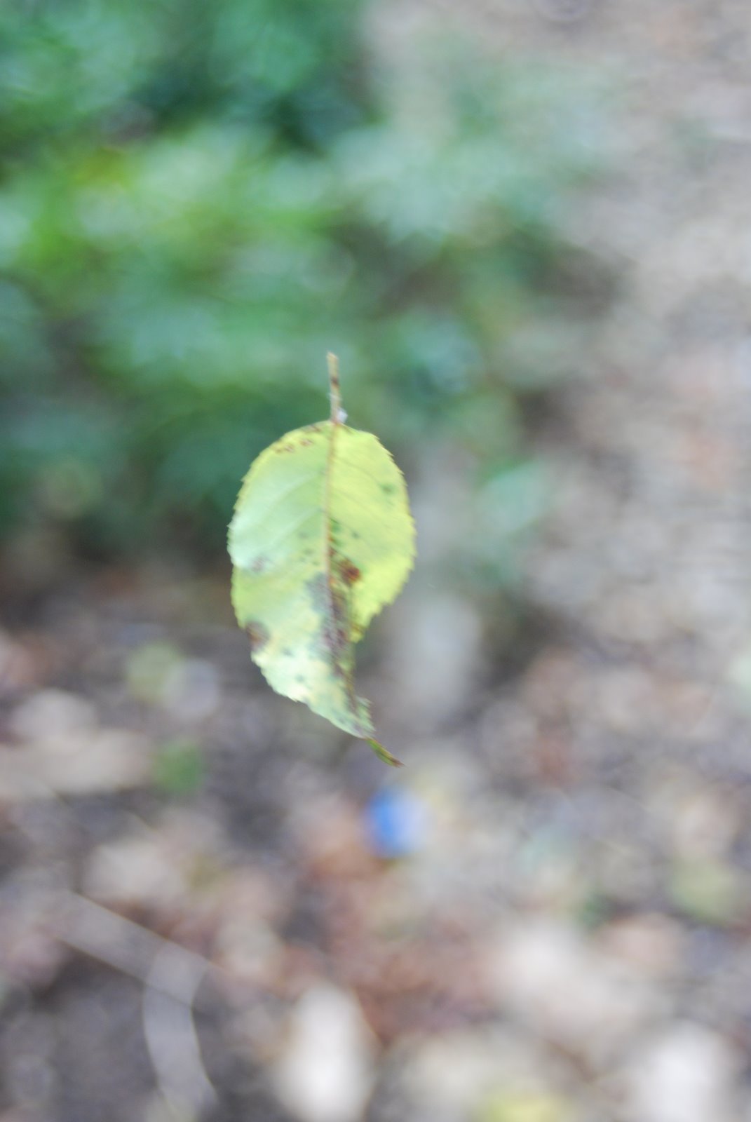 [leaf.JPG]