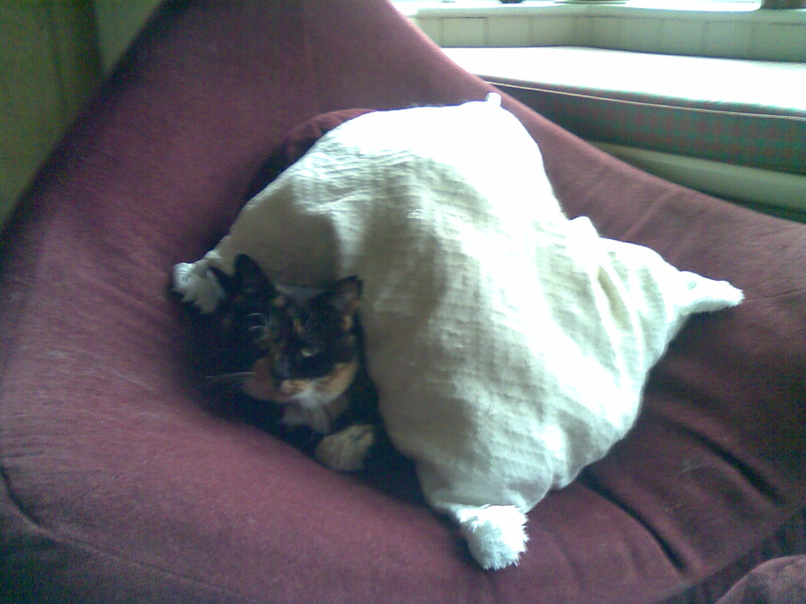 [cat+under+cushion.jpg]