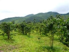 [Coffee+plantation+and+mountain.JPG]