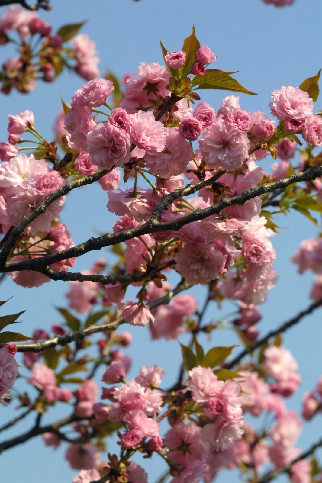 [Cherry-Blossom-2.jpg]