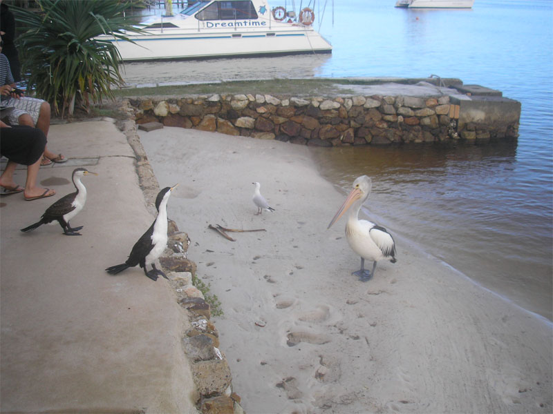 [31_pelicans_i_cormorans.jpg]