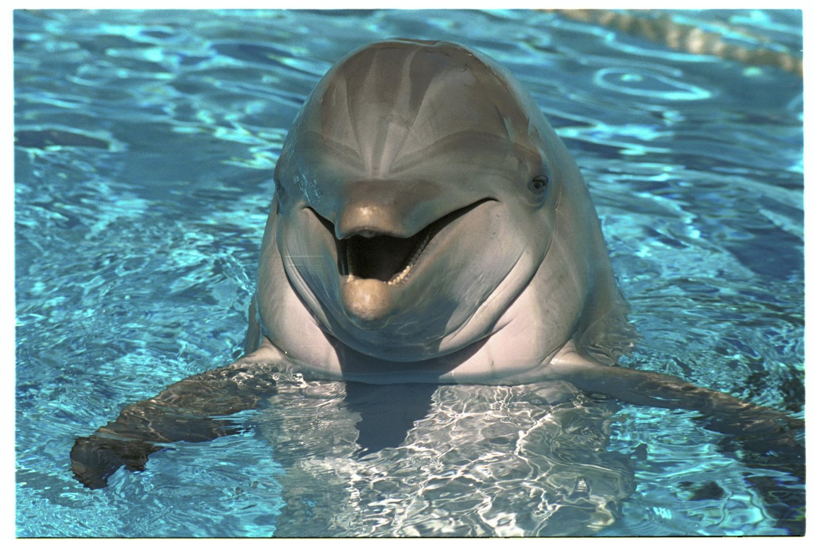 [Dolphin.jpg]