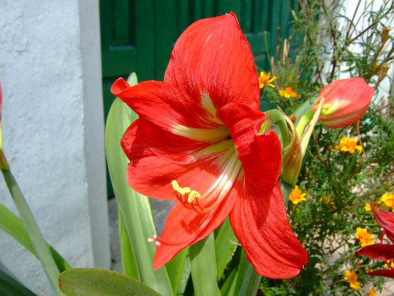 [amaryllis-flower-+(4).JPG]