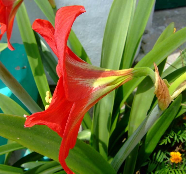 [amaryllis-flower-+(5).jpg]