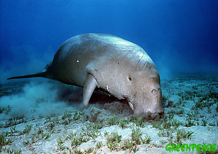 [dugong-feeding-at-the-seabed.jpg]