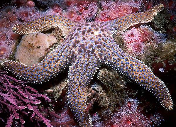 [california-giant-sea-star.jpg]