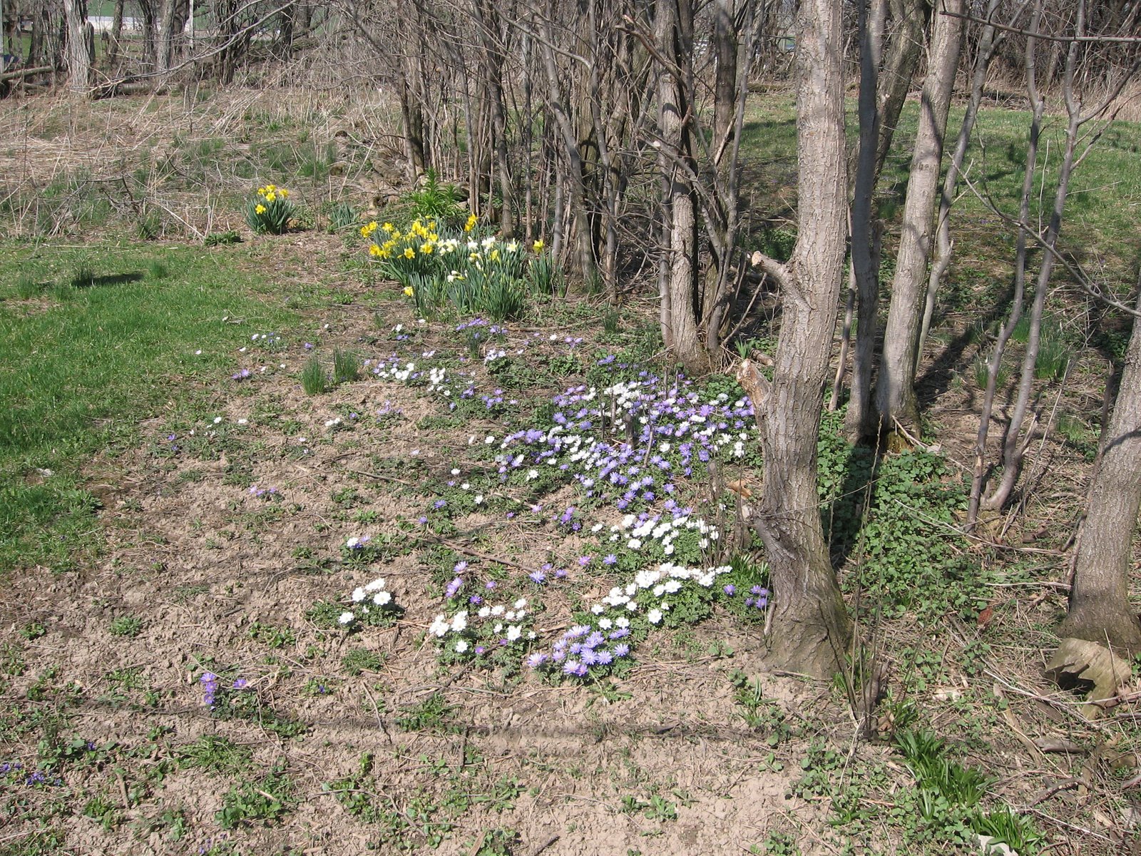 [Spring+flowers+2008+001.jpg]