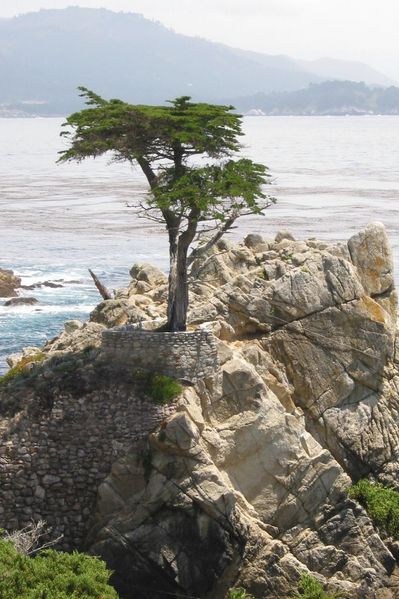 [399px-Lone_cypress_in_17-mile-drive.jpg]