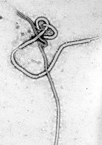 [Ebola_virus.jpg]