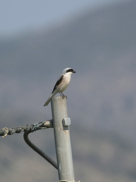 Lesser-grey Shrike