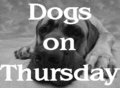 [Dogs+on+Thursday1.jpg]