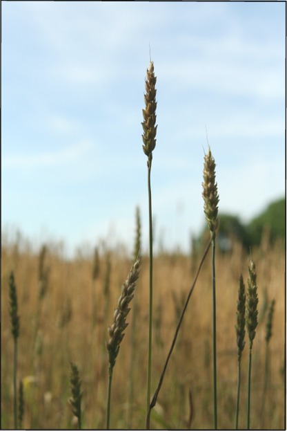 [Wheat.JPG]