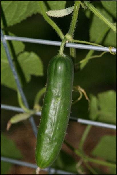 [Cucumber.JPG]