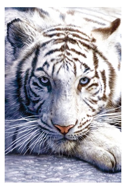 [white-tiger-poster.jpg]