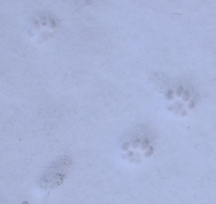 [footprints+1-19-07.jpg]