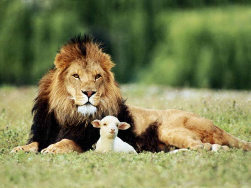 [lion-and-the-lamb.jpg]