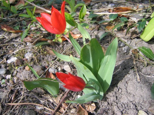 [Tulipan+-+rød.jpg]
