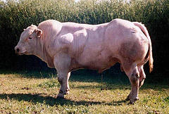[beefed+up+cow.jpg]