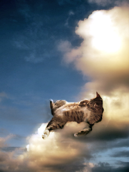 [cat-on-clouds.jpg]