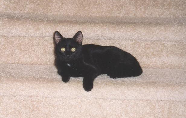 [Buster+1994+on+stairs+cropped.jpg]