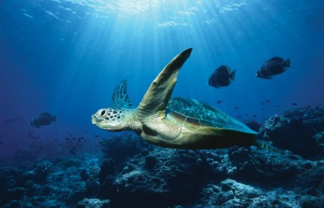 [ocean-turtle.jpg]