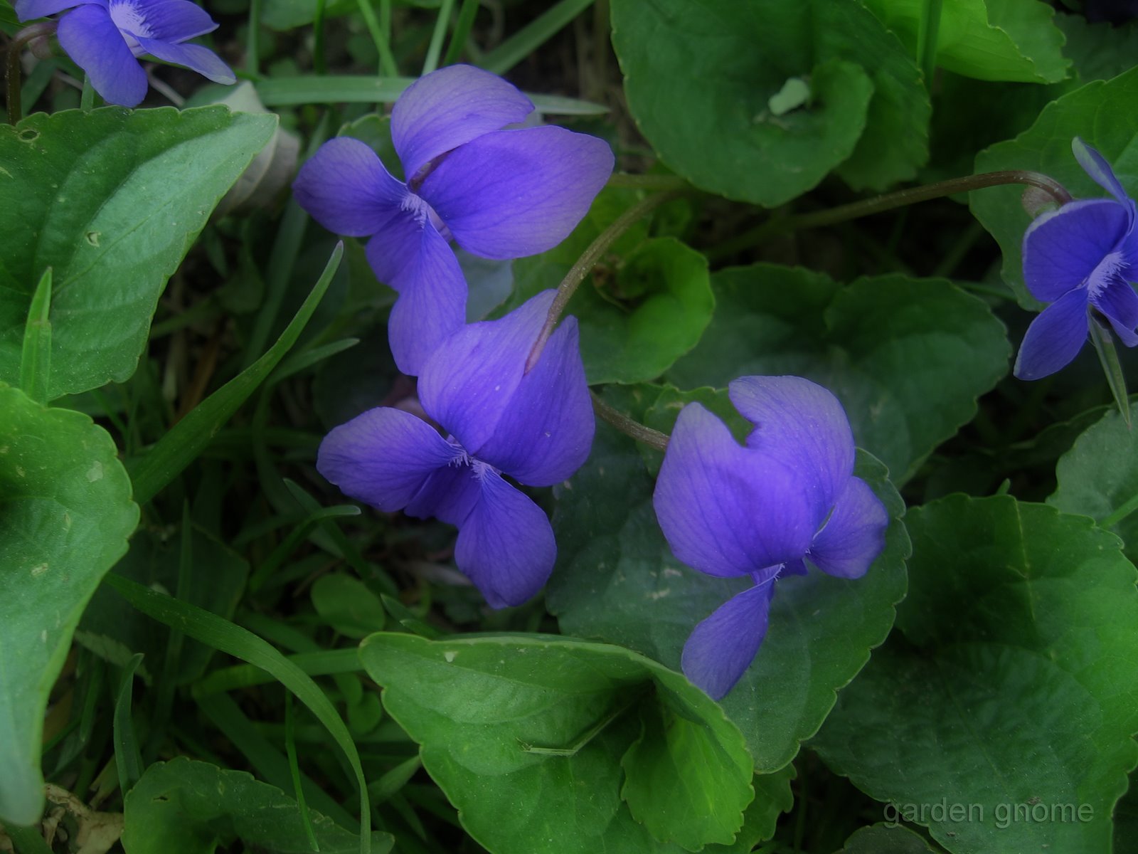 [violets1.jpg]