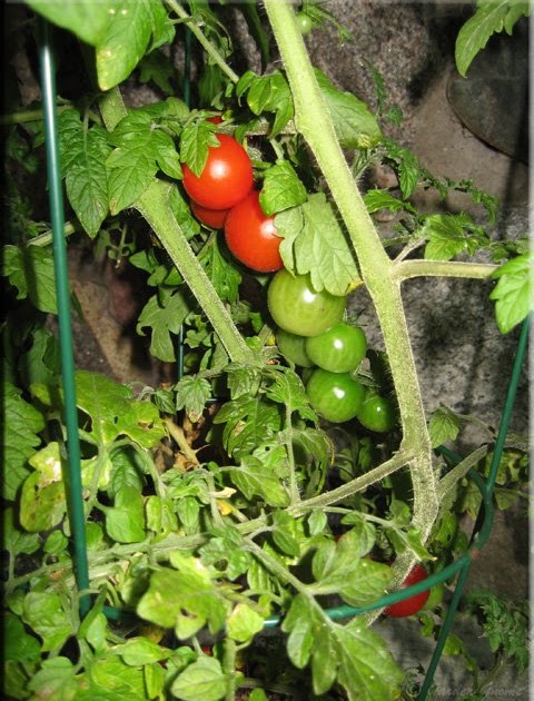 sweet million tomato determinate or indeterminate