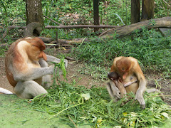 This is a picture from Kota Kinabalu. look at the probosis Monkey! It is very rare!