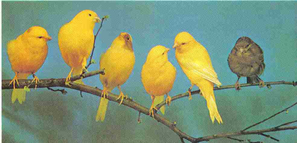 [canary_birds.jpg]